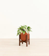 Load image into Gallery viewer, Glossy Red stand:walnut
