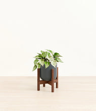 Load image into Gallery viewer, Iron Gray stand:walnut
