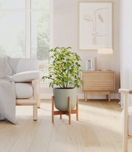 Charger l'image dans la galerie, Sage Green stand:light
