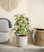 Charger l'image dans la galerie, Natural Bamboo

