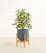 Charger l'image dans la galerie, Iron Gray stand:light
