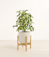 Charger l'image dans la galerie, Natural Bamboo stand:light

