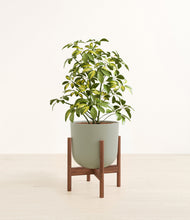 Charger l'image dans la galerie, Sage Green stand:dark
