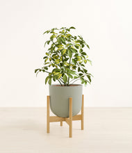 Charger l'image dans la galerie, Sage Green stand:light
