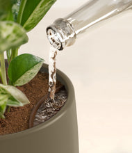 Load image into Gallery viewer, Olive stand:all
