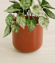 Load image into Gallery viewer, Glossy Red stand:all
