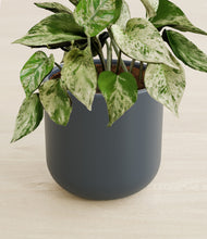 Load image into Gallery viewer, Iron Gray stand:all
