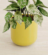 Load image into Gallery viewer, Key Lime Yellow stand:all
