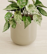 Load image into Gallery viewer, Sage Green stand:all
