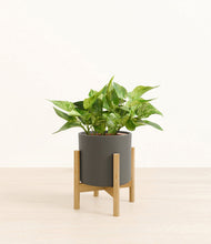 Load image into Gallery viewer, Dark Olive stand:bamboo

