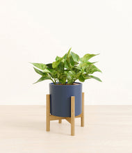 Load image into Gallery viewer, Deep Navy stand:bamboo

