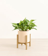 Load image into Gallery viewer, Cream stand:bamboo
