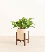 Load image into Gallery viewer, Cream stand:walnut
