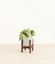 Load image into Gallery viewer, Hammered Ivory stand:walnut
