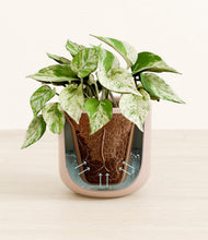 Load image into Gallery viewer, Sandy Pink stand:all
