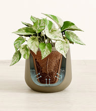 Load image into Gallery viewer, Olive stand:all
