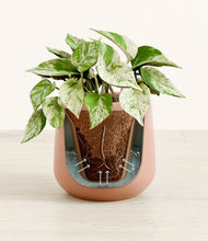 Load image into Gallery viewer, Calm Rose stand:all
