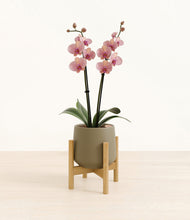 Load image into Gallery viewer, Olive stand:bamboo
