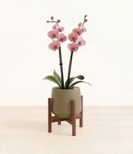 Load image into Gallery viewer, Olive stand:walnut

