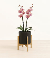 Load image into Gallery viewer, Black stand:bamboo
