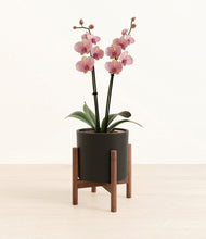 Load image into Gallery viewer, Black stand:walnut
