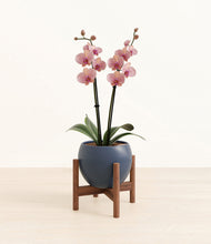 Load image into Gallery viewer, Deep Navy stand:walnut
