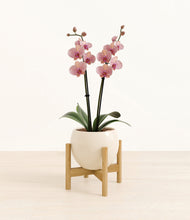 Load image into Gallery viewer, Shiny EggWhite stand:bamboo
