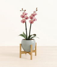Load image into Gallery viewer, Deep Ocean stand:bamboo
