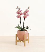 Load image into Gallery viewer, Calm Rose stand:bamboo
