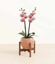 Load image into Gallery viewer, Calm Rose stand:walnut
