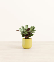 Load image into Gallery viewer, Key Lime Yellow*****Profile
