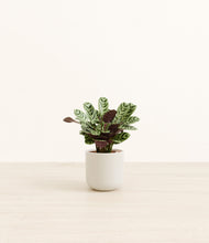 Load image into Gallery viewer, Cotton White*****Profile
