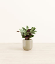 Load image into Gallery viewer, Sage Green*****Profile
