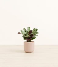 Load image into Gallery viewer, Sandy Pink*****Profile
