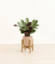 Load image into Gallery viewer, Glossy Pink stand:bamboo
