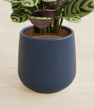 Load image into Gallery viewer, Deep Navy stand:all
