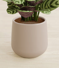 Load image into Gallery viewer, Eternal Gray stand:all
