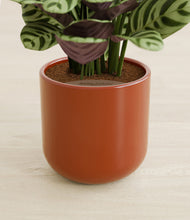 Load image into Gallery viewer, Glossy Red stand:all
