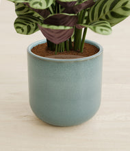 Load image into Gallery viewer, Reactive Aqua stand:all
