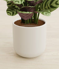 Load image into Gallery viewer, Cotton White stand:all
