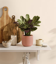 Load image into Gallery viewer, Striped Rose Pink
