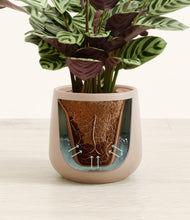 Load image into Gallery viewer, Eternal Gray stand:all
