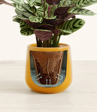 Load image into Gallery viewer, Mustard stand:all
