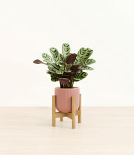 Load image into Gallery viewer, Striped Rose Pink stand:bamboo
