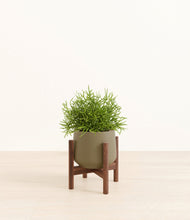 Load image into Gallery viewer, Olive stand:walnut
