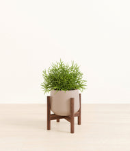 Load image into Gallery viewer, Eternal Gray stand:walnut
