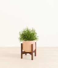 Load image into Gallery viewer, Gentle Pink stand:walnut
