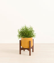 Load image into Gallery viewer, Mustard stand:walnut
