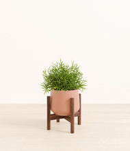 Lade das Bild in den Galerie-Viewer, Calm Rose stand:walnut

