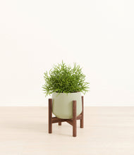 Load image into Gallery viewer, Turquoise stand:walnut
